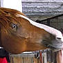 Indienne de Cheyenne participe au concours pour gagner de l'argent avec cette photo :