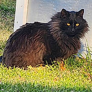 Rocky is registered to the contest to win money with this photo: alert, animal, backyard, black_cat, cat, closeup, daylight, domestic_animal, feline, fur, grass, mammal, metal_structure, nature, outdoor, pet, portrait, sitting, wildlife, yellow_eyes