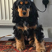Isla joined the competition — help win amazing prizes! adorable, animal, black, curly_fur, cute, dog, floor, fur, indoor, looking_at_camera, patterned_rug, paws, pet, plug_socket, puppy, radiator, rug, sitting, tan, young_dog