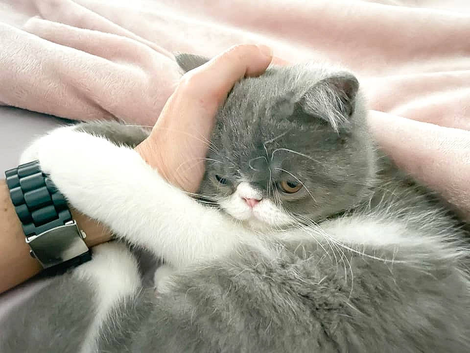 Swing a rejoint le concours — aidez-le/la à gagner de superbes lots ! carnivore, cat, claw, collar, comfort, domestic_short_haired_cat, fashion_accessory, felidae, foot, fur, gesture, grey, jewellery, nail, paw, small_to_medium_sized_cats, snout, tail, whiskers, wrist