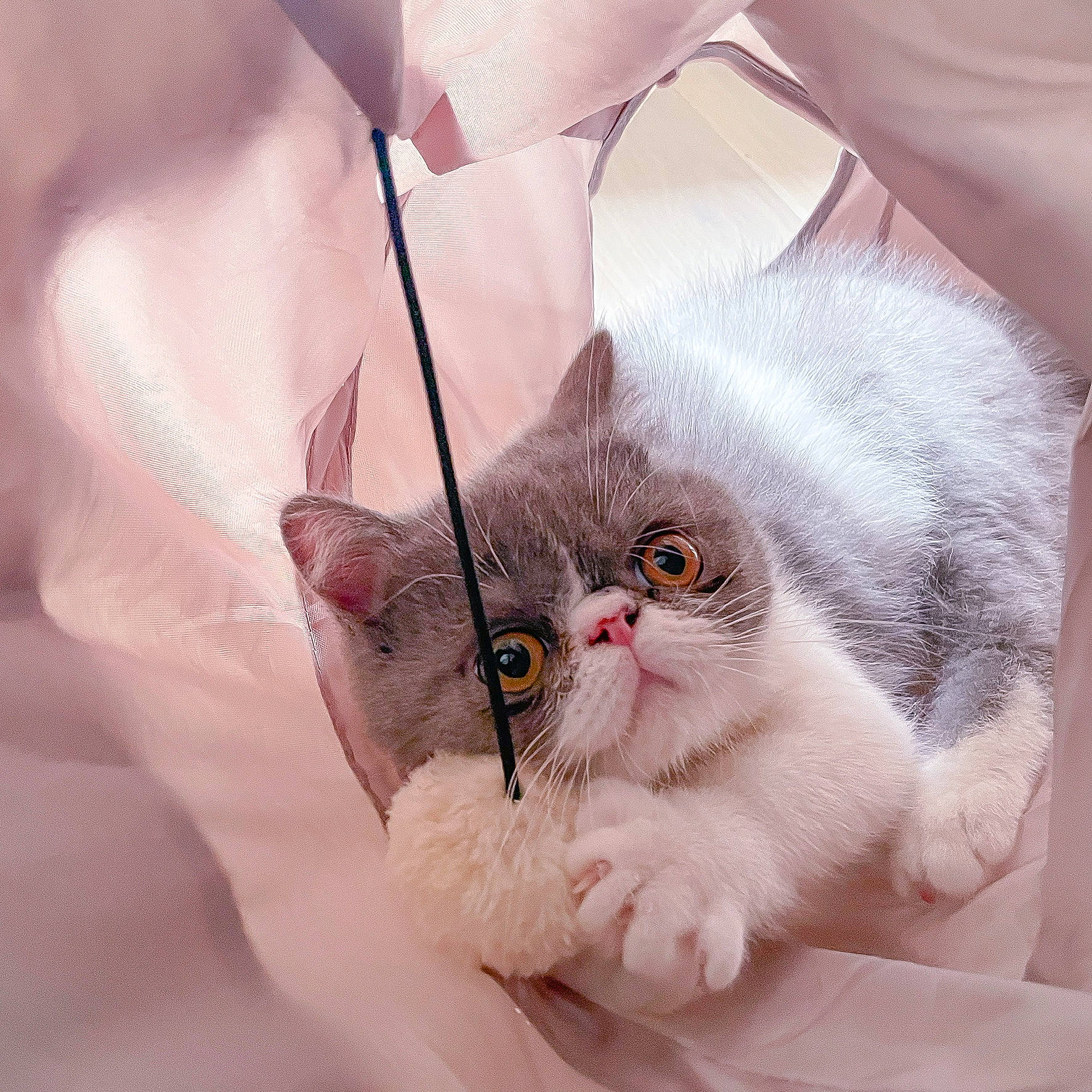 Swing participe au concours pour gagner de l'argent avec cette photo : carnivore, cat, claw, comfort, domestic_short_haired_cat, eye, fashion_accessory, fawn, felidae, fur, head, paw, peach, petal, plant, small_to_medium_sized_cats, snout, tail, whiskers