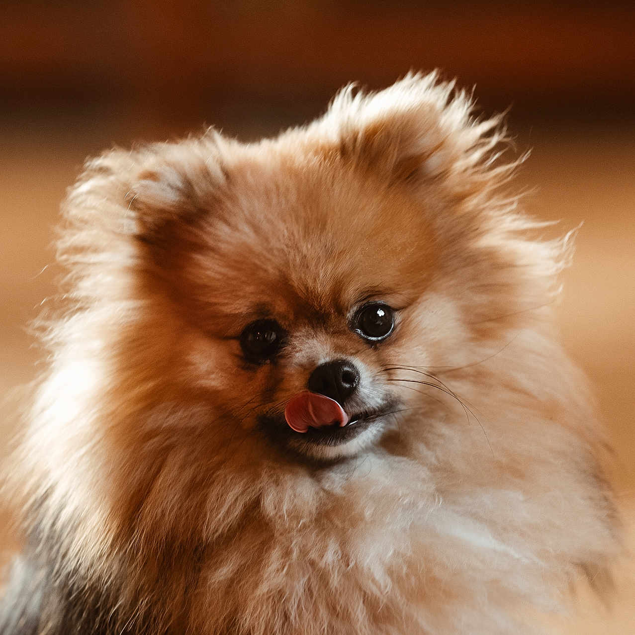 Umie a rejoint le concours — aidez-le/la à gagner de superbes lots ! adorable, animal, brown, closeup, companion, cute, cute_pet, dog, expression, fluffy, friendly, fur, indoor, mammal, pet, pomeranian, portrait, small_dog, tongue_out, warm_light