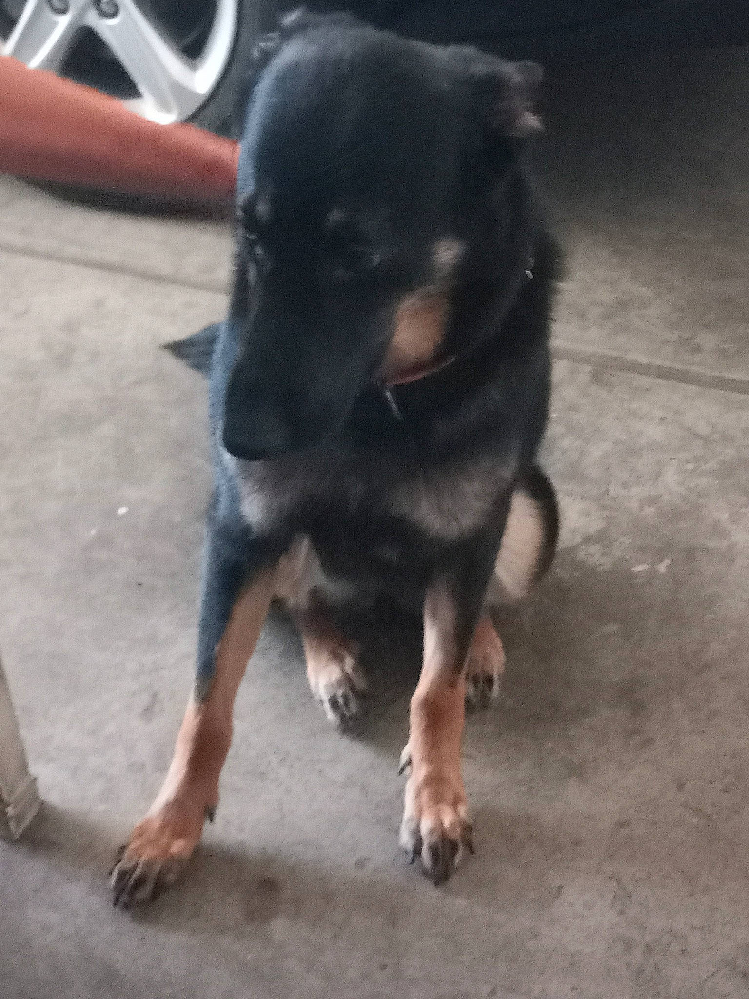 Veda joined the competition — help win amazing prizes! asphalt, automotive_tire, canidae, carnivore, companion_dog, dog, dog_breed, floor, flooring, foot, fur, guard_dog, paw, road_surface, snout, sporting_group, street_dog, toy_dog, working_animal, working_dog