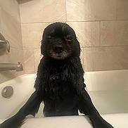Alifie Bodey is registered to the contest to win money with this photo: animal, bath, bathroom, bathtub, black_dog, canine, cute, dog, expression, fur, home, indoor, looking, pet, pet_care, reluctant, standing, tile_wall, water, wet