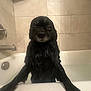 animal, bath, bathroom, bathtub, black_dog, canine, cute, dog, expression, fur, home, indoor, looking, pet, pet_care, reluctant, standing, tile_wall, water, wet