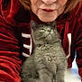animal, cat, close_up, cozy, curious, cute, face, feline, furry, gray_cat, hoodie, indoor, kitten, mammal, paw, person, pet, red_hoodie, table, young_cat