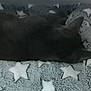 Titus participe au concours pour gagner de l'argent avec cette photo : animal, bed, blanket, cat, comfort, cozy, dark_fur, feline, fur, home, indoor, nap, pet, quiet, relaxing, resting, sleeping, soft, star_pattern, texture