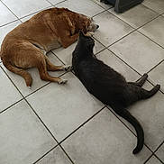 Titus a rejoint le concours — aidez-le/la à gagner de superbes lots ! animal, black_cat, brown_dog, calm, cat, companion, dog, domestic, floor, fur, indoor, laying_down, paw, pet, quiet, relaxed, resting, side_by_side, tail, tile_floor