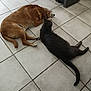 animal, black_cat, brown_dog, calm, cat, companion, dog, domestic, floor, fur, indoor, laying_down, paw, pet, quiet, relaxed, resting, side_by_side, tail, tile_floor