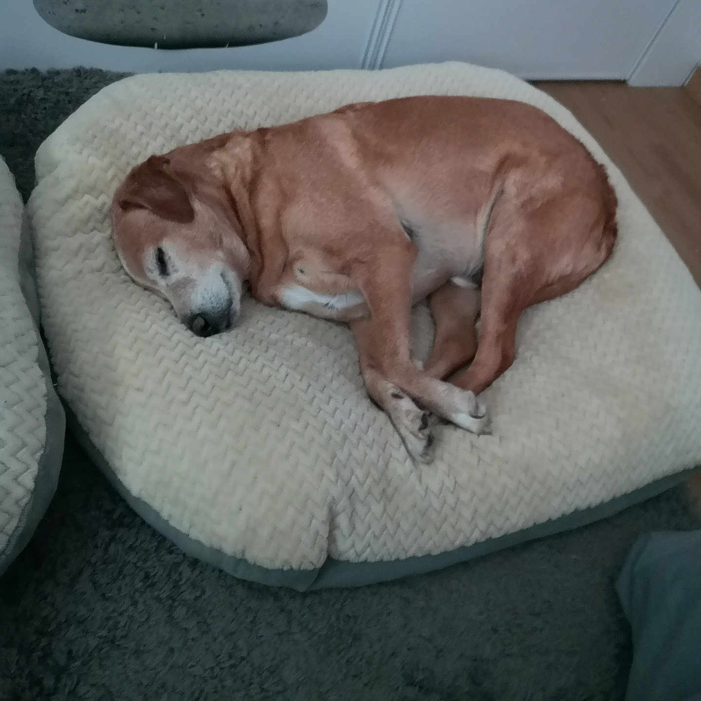 Snoopy participe au concours pour gagner de l'argent avec cette photo : animal, beagle, blanket, bulldog, canine, couch, cushion, dog, dogbed, furniture, homedecor, hound, indoors, interiordesign, labradorretriever, person, pet, pointer, puppy, sleeping
