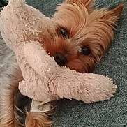 Sally a rejoint le concours — aidez-le/la à gagner de superbes lots ! affenpinscher, animal, canine, clothing, cockerspaniel, couch, dog, furniture, homedecor, hoodie, hound, knitwear, linen, papillon, pet, plant, poodle, puppy, sweater, terrier