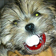 Enzo participe au concours pour gagner de l'argent avec cette photo :