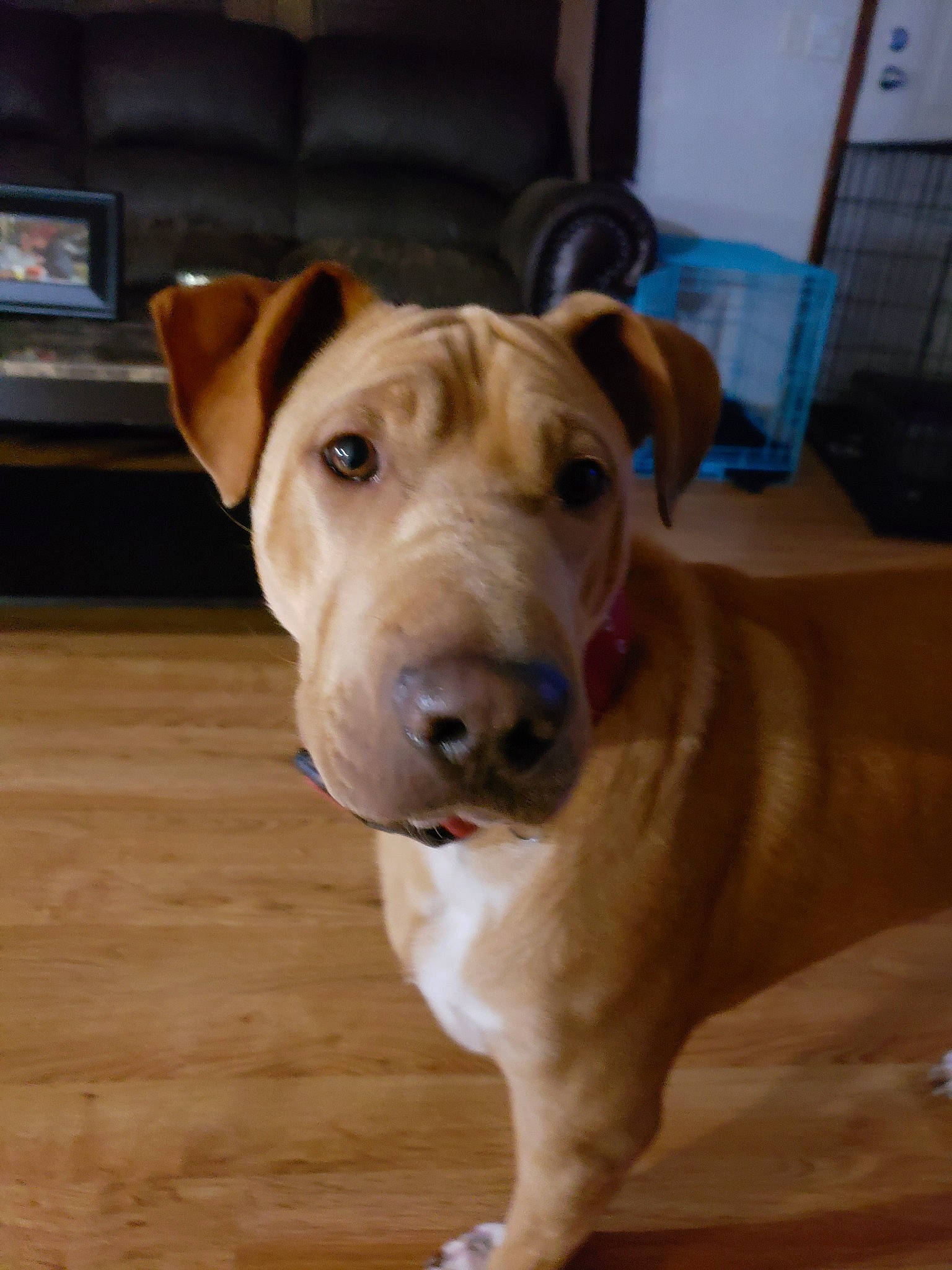 Groot joined the competition — help win amazing prizes! american_bulldog, american_pit_bull_terrier, american_staffordshire_terrier, canidae, carnivore, catahoula_bulldog, companion_dog, dog, dog_breed, ear, fawn, mammal, non_sporting_group, nose, pit_bull, rare_breed_dog, snout, sporting_group, vertebrate, whiskers