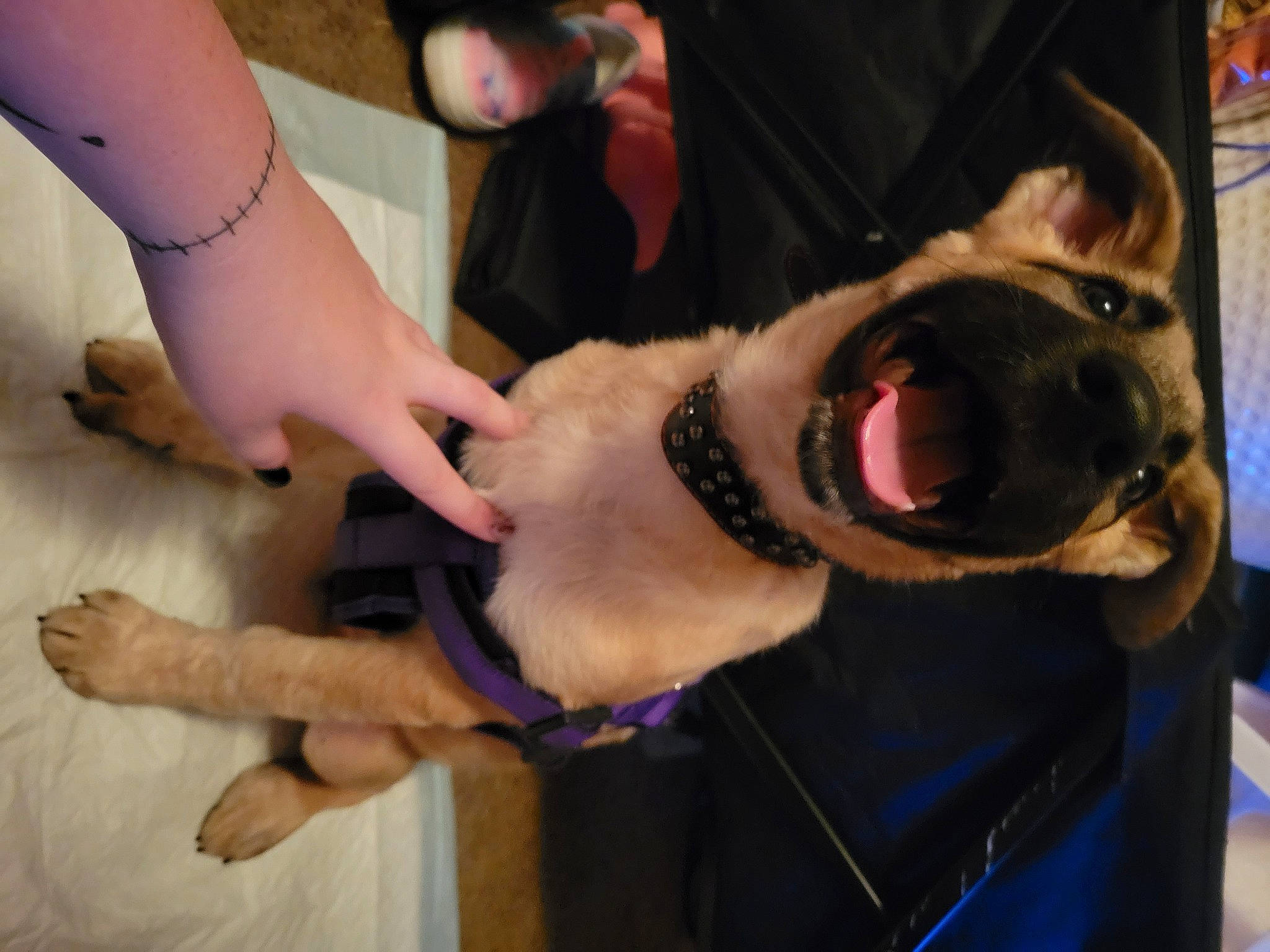 August Lunar Eclipse is registered to the contest to win money with this photo: carnivore, collar, companion_dog, dog, dog_breed, dog_collar, eyewear, fashion_accessory, finger, fun, gesture, jaw, leash, mammal, nail, snout, sporting_group, thumb, vertebrate, wrist