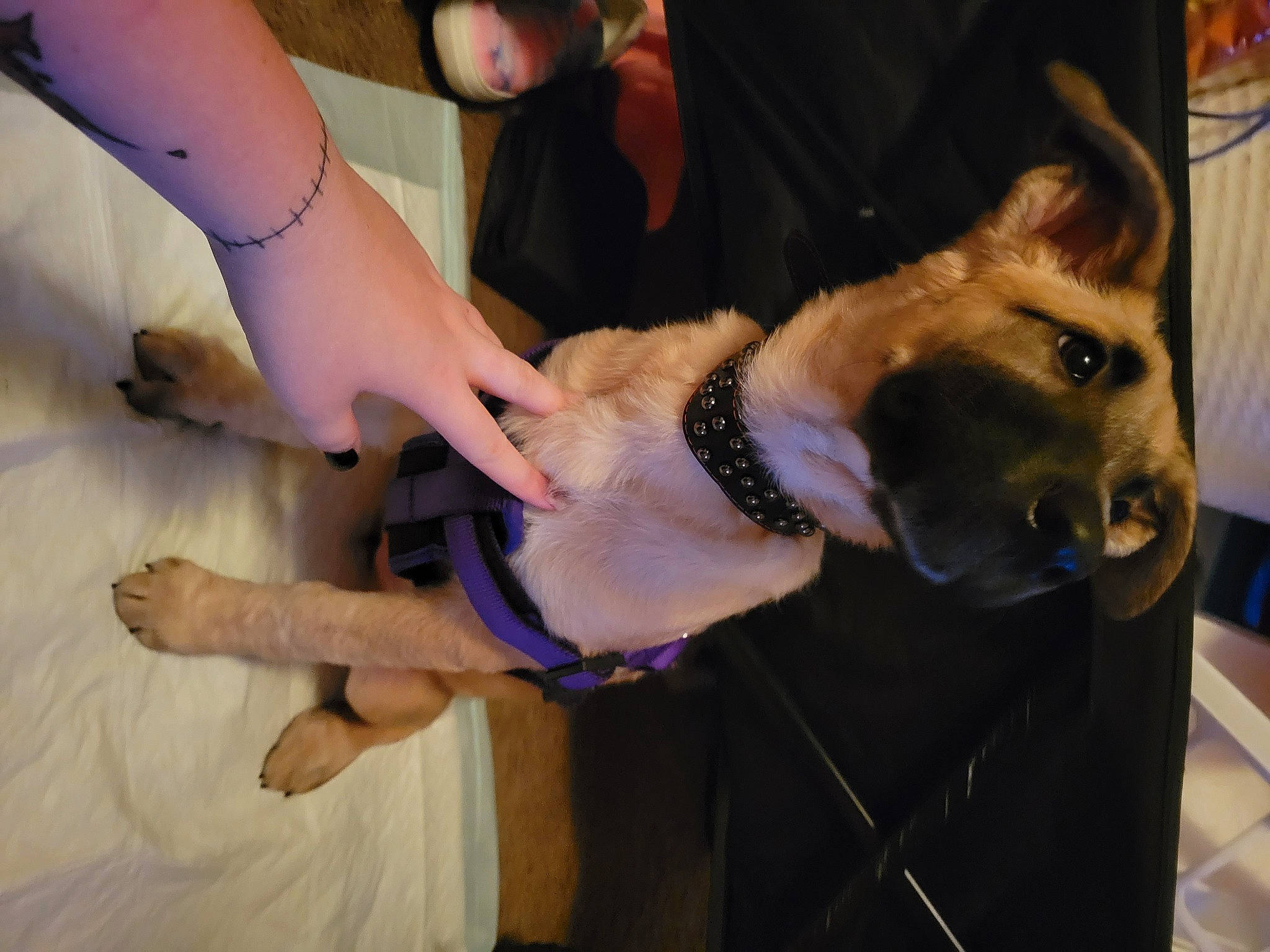 August Lunar Eclipse is registered to the contest to win money with this photo: carnivore, collar, companion_dog, dog, dog_breed, dog_collar, eyewear, fawn, fun, fur, gesture, hand, human_leg, jewellery, knee, nail, snout, sunglasses, thigh, wrist