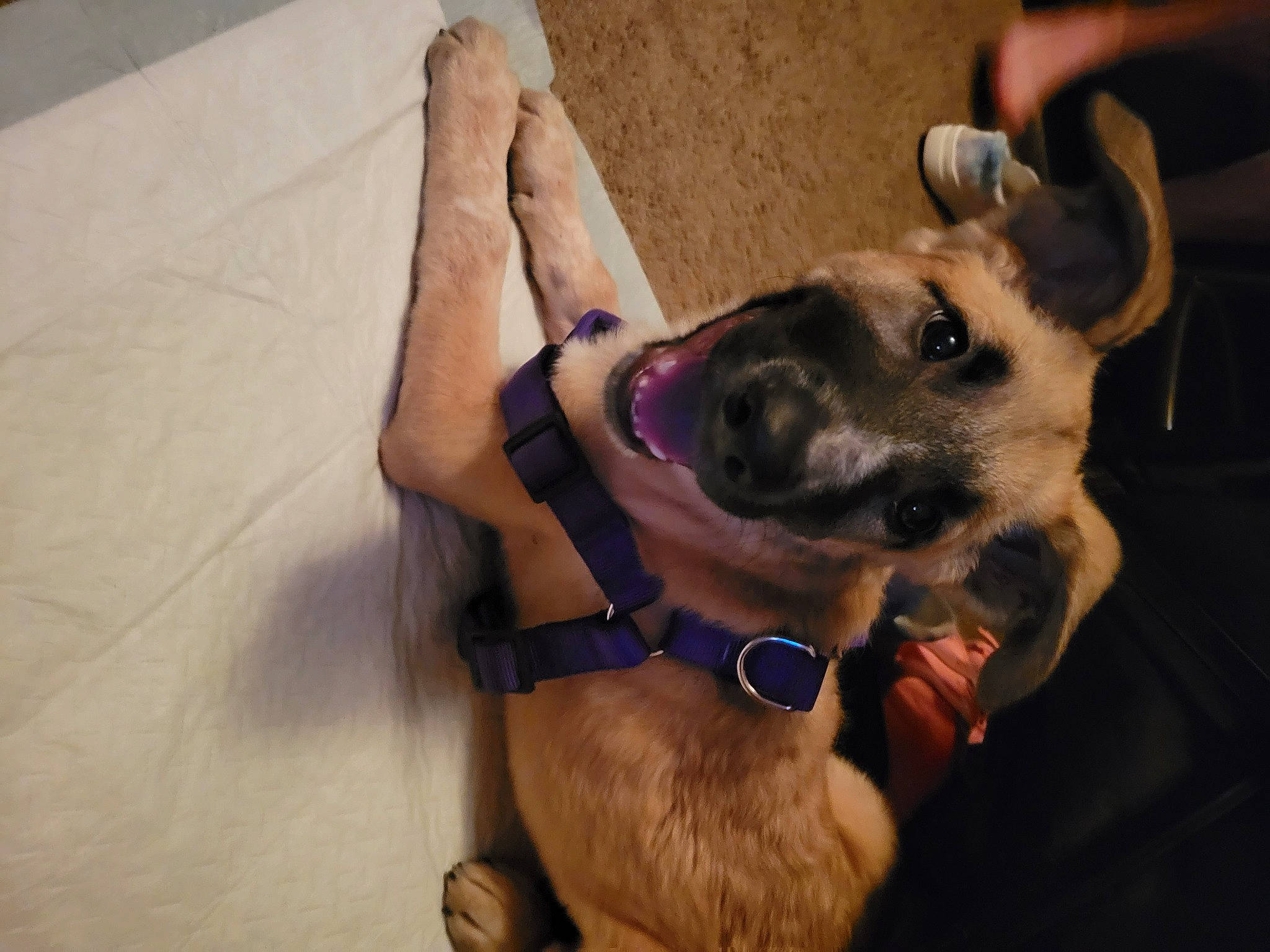 August Lunar Eclipse joined the competition — help win amazing prizes! adventure, canidae, carnivore, collar, companion_dog, dog, dog_breed, dog_collar, dog_supply, fashion_accessory, fawn, guard_dog, leash, pet_supply, selfie, snout, sporting_group, working_animal, working_dog, wrist