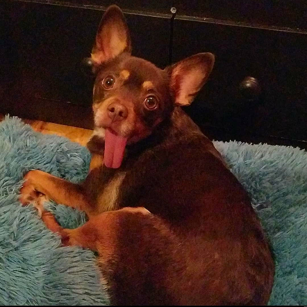 Pheobe joined the competition — help win amazing prizes! australian_kelpie, canidae, carnivore, dog, dog_breed, ear, liver, mammal, photography, puppy, snout, vertebrate