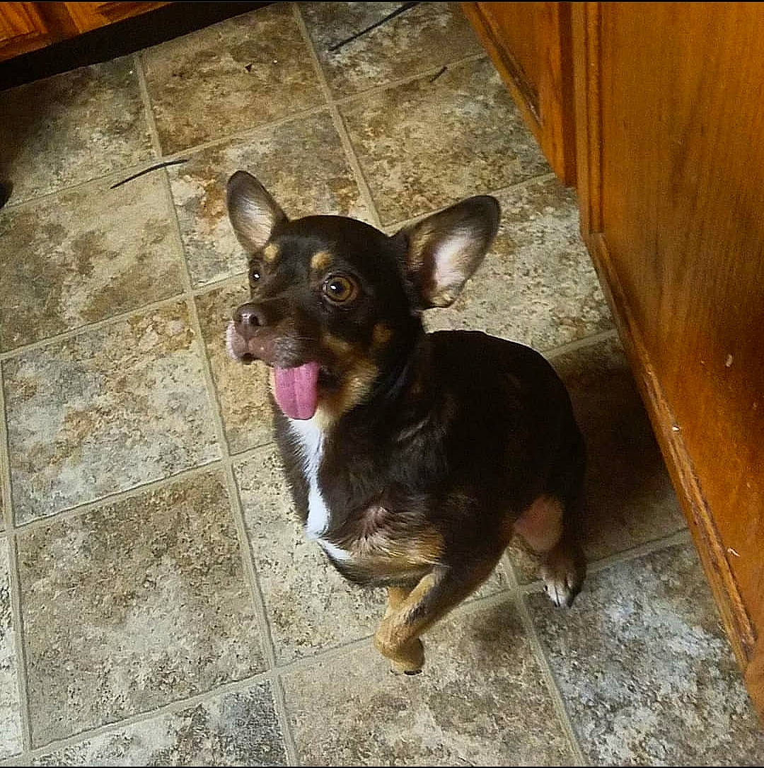 Pheobe is registered to the contest to win money with this photo: canidae, carnivore, chihuahua, corgi_chihuahua, dog, dog_breed, ear, fawn, mammal, prazsky_krysarik, puppy, snout, sporting_group, teddy_roosevelt_terrier, toy_dog, vertebrate