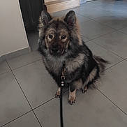Aïko a rejoint le concours — aidez-le/la à gagner de superbes lots ! dog, pet, indoor, floor, leash, tile_floor, brown, black, fur, ears, tail, animal, canine, sitting, looking, curious, domestic_animal, house, stairs, door