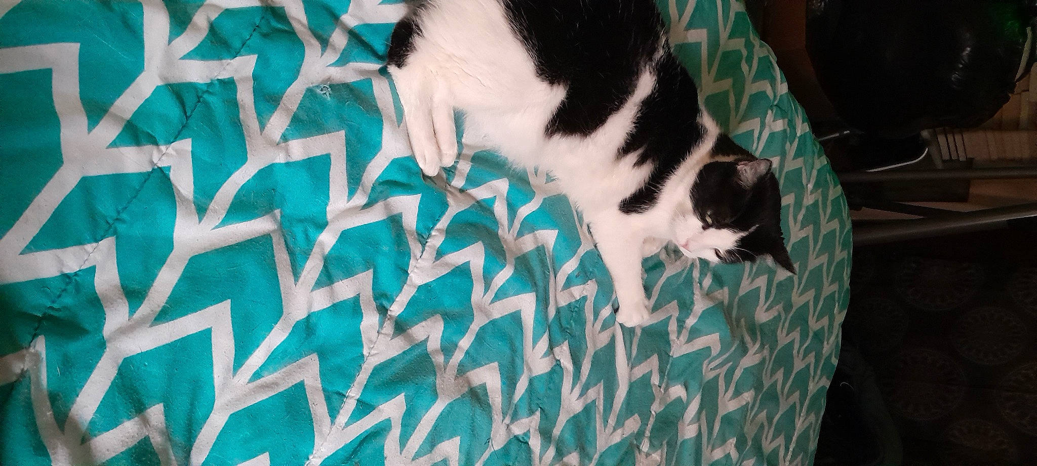 Stormy joined the competition — help win amazing prizes! canidae, carnivore, cat, comfort, dog_breed, domestic_short_haired_cat, electric_blue, felidae, flooring, fur, grass, human_leg, linens, pattern, small_to_medium_sized_cats, snout, sporting_group, tail, whiskers, wood