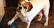 Brantley joined the competition — help win amazing prizes! bulldog, dog, basketball, indoor, pet, animal, floor, paw, playing, curious, brown, white, tail, ears, face, expression, cozy, rustic, light, shadow