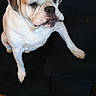 Brantley is registered to the contest to win money with this photo: bulldog, dog, pet, indoor, couch, furniture, wooden_floor, canine, animal, seated, domestic_animal, household, looking_away, brown_and_white, short_hair, paw, snout, ears, companion, relaxed