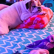 Brantley is registered to the contest to win money with this photo: animal, bed, blanket, blue, bulldog, comfort, cozy, dog, fur, home, indoor, orange, pattern, pet, pillow, pink, relaxation, resting, sleeping, soft