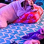 animal, bed, blanket, blue, bulldog, comfort, cozy, dog, fur, home, indoor, orange, pattern, pet, pillow, pink, relaxation, resting, sleeping, soft