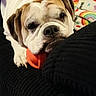 Brantley joined the competition — help win amazing prizes! bulldog, dog, pet, animal, couch, black_couch, orange_ball, toy, indoor, blanket, rainbow, hearts, colorful, fur, face, paw, resting, looking, closeup, cute