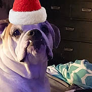 Brantley is registered to the contest to win money with this photo: bulldog, dog, indoor, pet, animal, santa_hat, holiday, cozy, blanket, furniture, resting, cute, domestic, portrait, paw, canine, companion, relaxed, christmas, festive