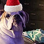 bulldog, dog, indoor, pet, animal, santa_hat, holiday, cozy, blanket, furniture, resting, cute, domestic, portrait, paw, canine, companion, relaxed, christmas, festive