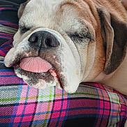 Brantley is registered to the contest to win money with this photo: dog, bulldog, tongue, sleeping, close_up, pet, animal, resting, plaid, cushion, fabric, cute, face, fur, ears, snout, whiskers, domestic_animal, relaxation, indoor