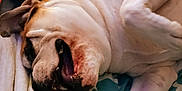 Brantley is registered to the contest to win money with this photo: animal, bed, blanket, brown, bulldog, canine, cozy, cute, dog, funny, fur, indoor, mouth, paw, pet, relaxed, resting, sleeping, teeth, white