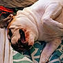 animal, bed, blanket, brown, bulldog, canine, cozy, cute, dog, funny, fur, indoor, mouth, paw, pet, relaxed, resting, sleeping, teeth, white