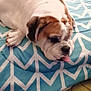 animal, bed, blanket, blue, bulldog, closeup, companion, cozy, cute, dog, fur, indoor, pattern, paw, pet, relaxed, resting, sleeping, tongue_out, white