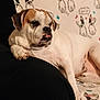 animal, black_couch, blanket, brown_markings, butterflies, canine, cartoon_pattern, couch, cozy, cute, dog, fur, home, indoor, paw, pet, relaxed, resting, tongue_out, white_dog