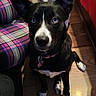Skye is registered to the contest to win money with this photo: animal, black_and_white, blue_eyes, bulldog, canine, companion, cute, dog, domestic, floor, furniture, household, indoor, looking_up, pets, plaid_pants, tongue_out, two_dogs, waiting, wooden_floor