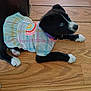 Skye joined the competition — help win amazing prizes! puppy, dog, black_and_white, blue_eyes, clothing, dress, plaid, rainbow_patch, floor, wooden_floor, pet, young_dog, lying_down, indoor, curious, cute, animal, small_dog, domestic_animal, looking_up