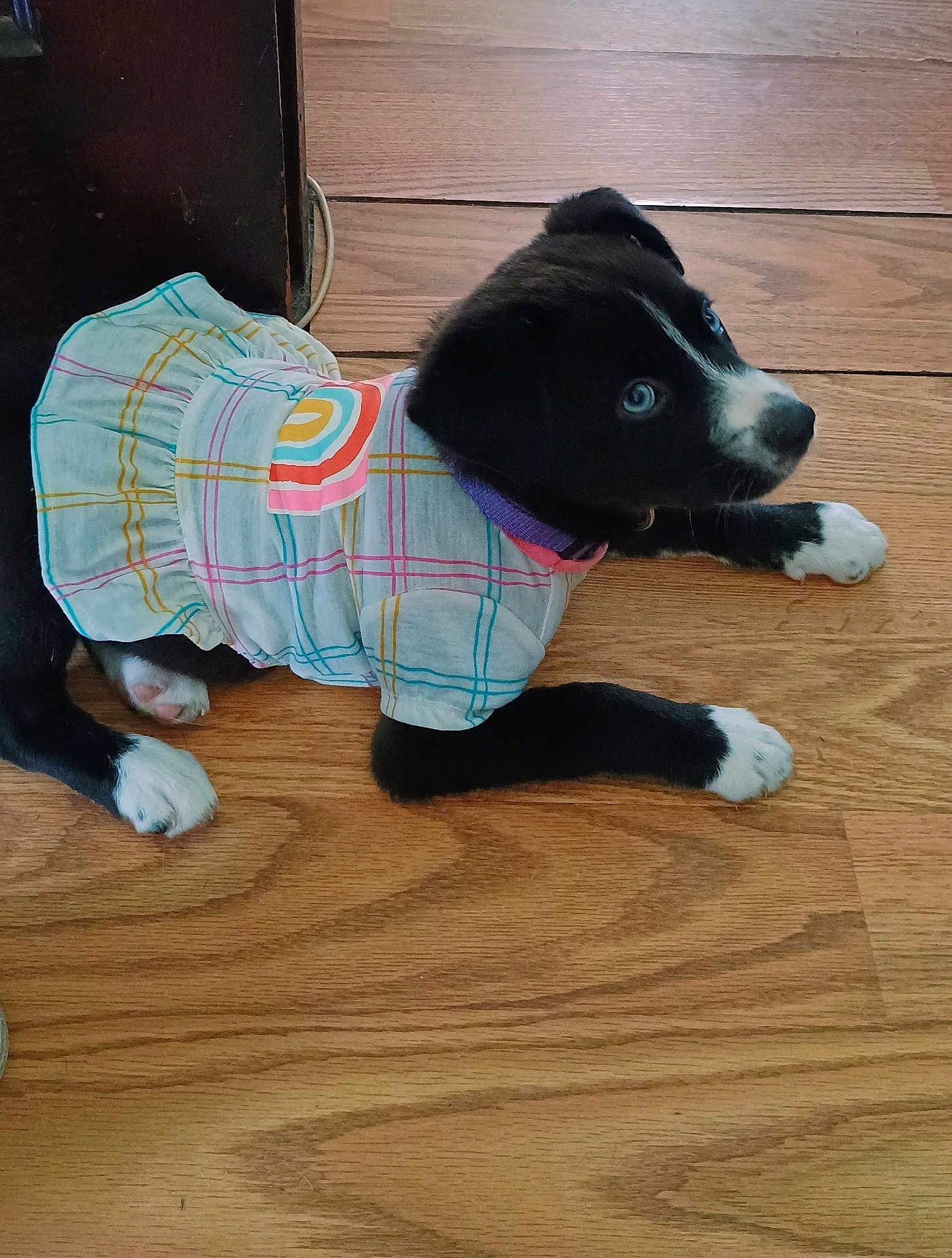 Skye joined the competition — help win amazing prizes! puppy, dog, black_and_white, blue_eyes, clothing, dress, plaid, rainbow_patch, floor, wooden_floor, pet, young_dog, lying_down, indoor, curious, cute, animal, small_dog, domestic_animal, looking_up