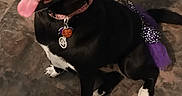 Skye is registered to the contest to win money with this photo: adorable, alert, black_dog, canine, companion, dog, dog_tag, ears_up, floor, happy_dog, indoor, pet, pet_collar, playful, polka_dot, purple_tutu, sitting, tongue_out, tutu, white_paws