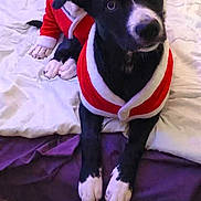 Skye is registered to the contest to win money with this photo: animal, bed, black_dog, blanket, christmas, cozy, cute, dog, festive, holiday, indoor, looking_at_camera, lying_down, pet, pet_clothing, portrait, santa_hat, santa_outfit, two_animals, white_dog
