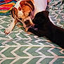 Skye is registered to the contest to win money with this photo: dog, puppy, bed, blanket, indoor, pets, animal, canine, friendship, white_dog, black_puppy, chevron_pattern, furniture, comfort, cute, closeup, resting, colorful, domestic, interaction