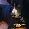 Skye is registered to the contest to win money with this photo: animal, black_dog, canine, closeup, collar, dog, ears, fur, indoor, laying_down, light, looking_away, nose, paw, pet, portrait, shadow, tag, white_markings, wooden_floor