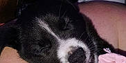 Skye is registered to the contest to win money with this photo: puppy, dog, black_and_white, sleeping, cute, pet, animal, snuggling, soft_toy, human_arm, cozy, indoors, close_up, resting, adorable, fur, peaceful, cuddling, pink, white