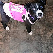 Skye is registered to the contest to win money with this photo: puppy, dog, black_and_white, pink_shirt, floor, curious, standing, pet, indoor, young_dog, canine, animal, looking_up, blue_eye, white_paws, cute, small_dog, fur, collar, domestic_animal