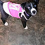 puppy, dog, black_and_white, pink_shirt, floor, curious, standing, pet, indoor, young_dog, canine, animal, looking_up, blue_eye, white_paws, cute, small_dog, fur, collar, domestic_animal