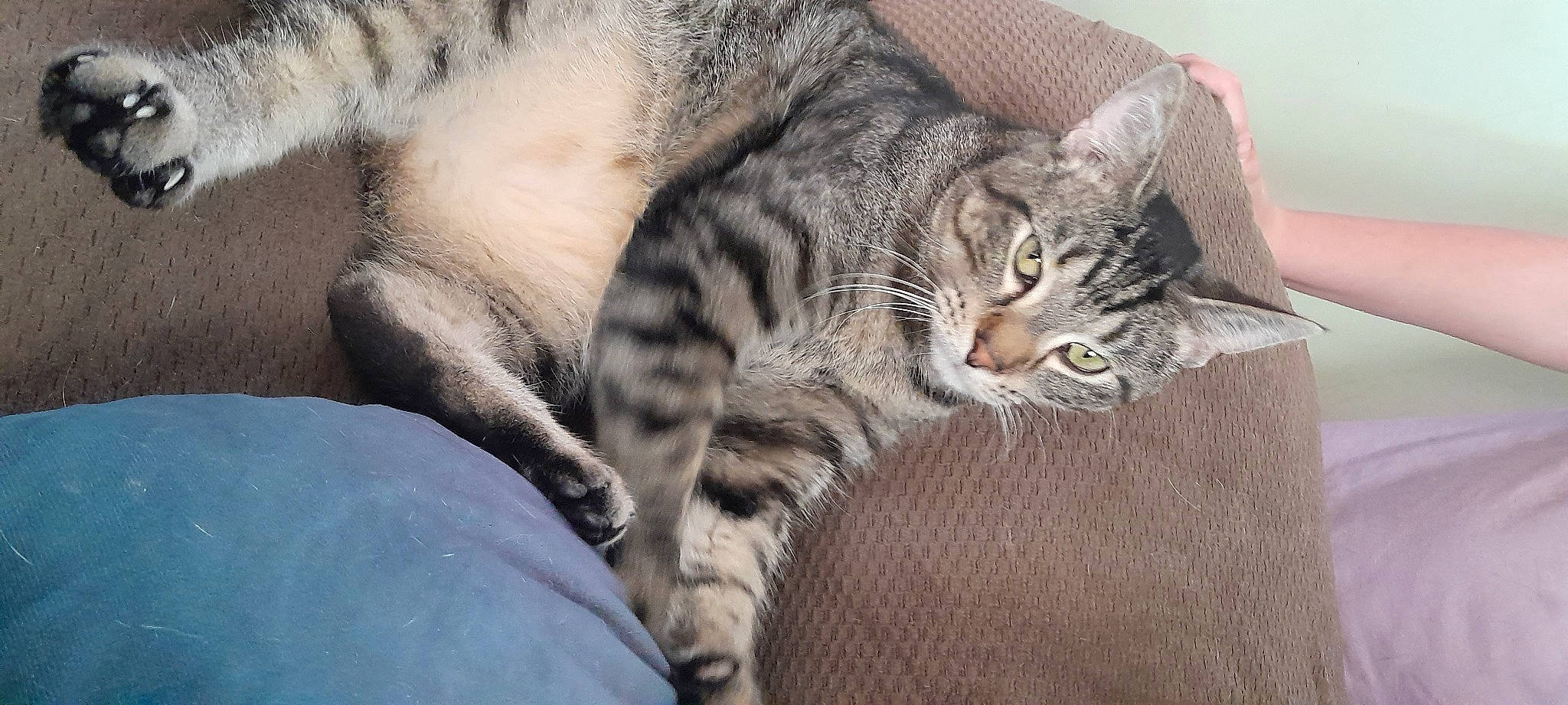 Soldier is registered to the contest to win money with this photo: carnivore, cat, claw, comfort, domestic_short_haired_cat, felidae, fur, grey, paw, small_to_medium_sized_cats, snout, tail, terrestrial_animal, whiskers, wildlife