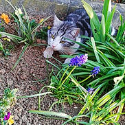 Link participe au concours pour gagner de l'argent avec cette photo : cat, tabby_cat, flower_garden, green_plants, purple_flower, yellow_flower, orange_flower, white_flower, soil, outdoor, nature, fence, sunlight, plant_leaves, pet, animal, curious, crouching, garden_bed, flora