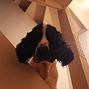 Tao participe au concours pour gagner de l'argent avec cette photo : dog, indoor, staircase, wooden, pet, animal, curious, black_ears, white_fur, closeup, looking_down, home, domestic, canine, portrait, stairs, light, shadow, fur, head