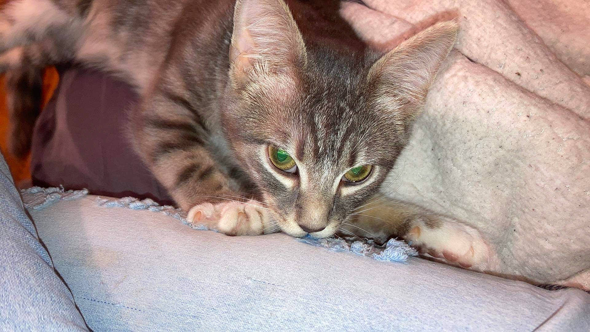 Taytoe is registered to the contest to win money with this photo: carnivore, cat, claw, comfort, curious, domestic_short_haired_cat, felidae, fur, paw, sitting, small_to_medium_sized_cats, snout, whiskers